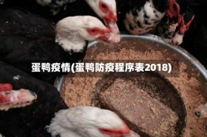 蛋鸭疫情(蛋鸭防疫程序表2018)