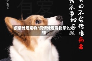 疫情处理宠物/疫情处理宠物怎么处理