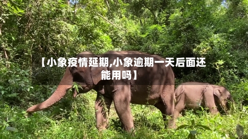 【小象疫情延期,小象逾期一天后面还能用吗】-第2张图片