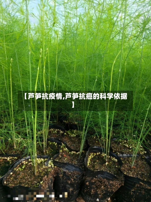 【芦笋抗疫情,芦笋抗癌的科学依据】-第1张图片