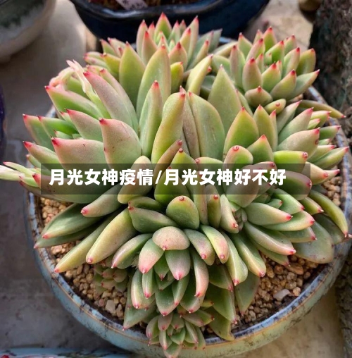 月光女神疫情/月光女神好不好-第3张图片