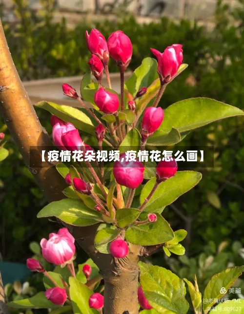 【疫情花朵视频,疫情花怎么画】-第2张图片