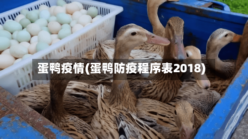 蛋鸭疫情(蛋鸭防疫程序表2018)-第2张图片