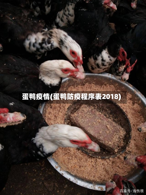 蛋鸭疫情(蛋鸭防疫程序表2018)-第1张图片